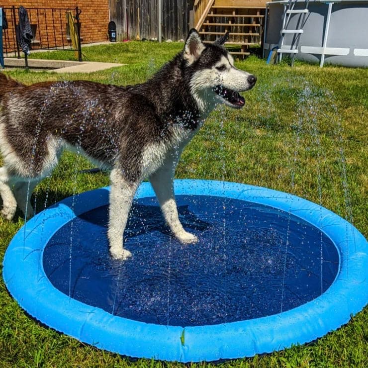Dog Splash Pad