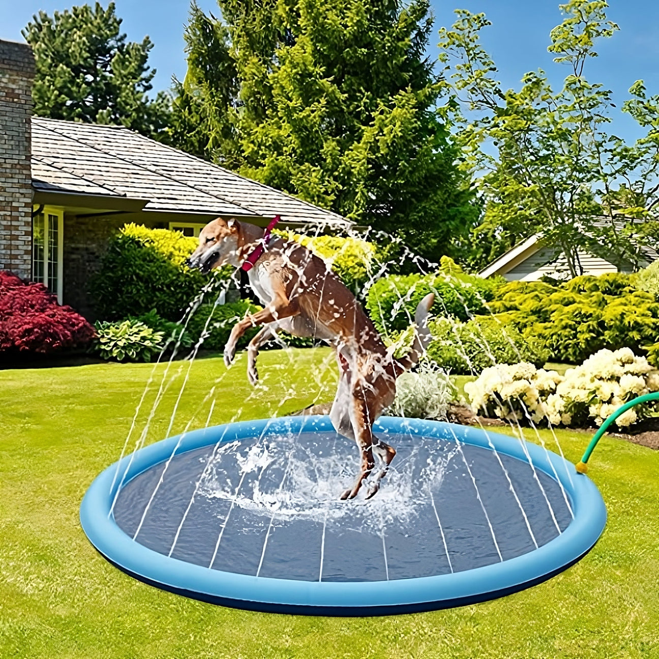 Dog Splash Pad