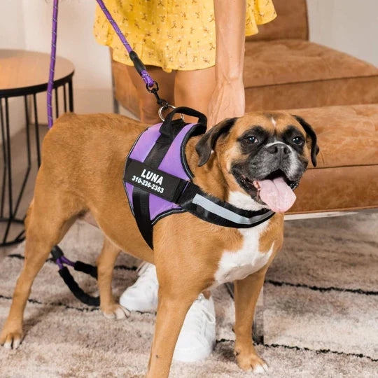 Personalized No-Pull Harness