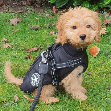 Waterproof Dog Jacket with Built-In Harness