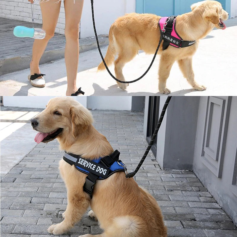 Personalized No-Pull Harness
