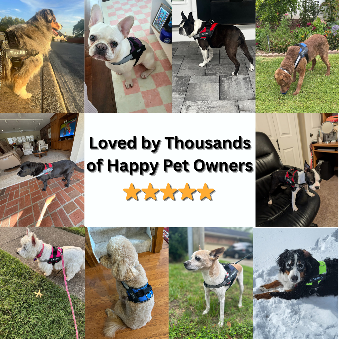 Personalized No-Pull Harness