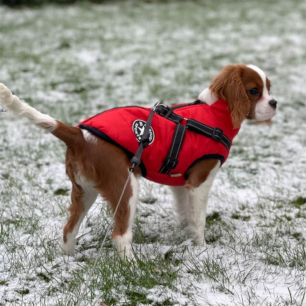 Waterproof Dog Jacket with Built-In Harness