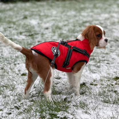 Waterproof Dog Jacket with Built-In Harness